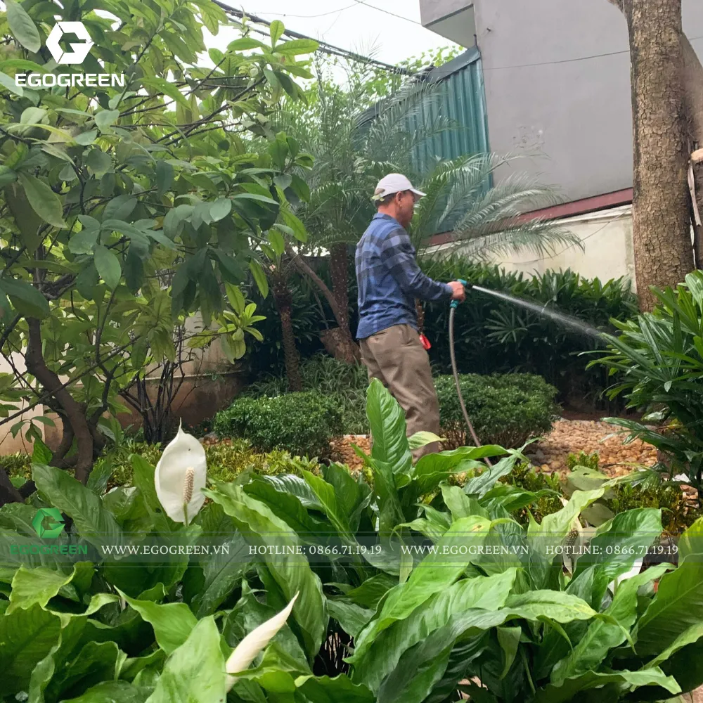 Đặc biệt: Cây trong môi trường điều hòa hoặc nhà kính cần tưới ít hơn cây ngoài trời.